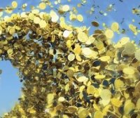 Dan Zanger:从痛苦到收获